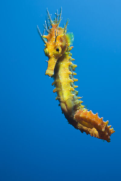 Yellow Longsnouted Seahorse