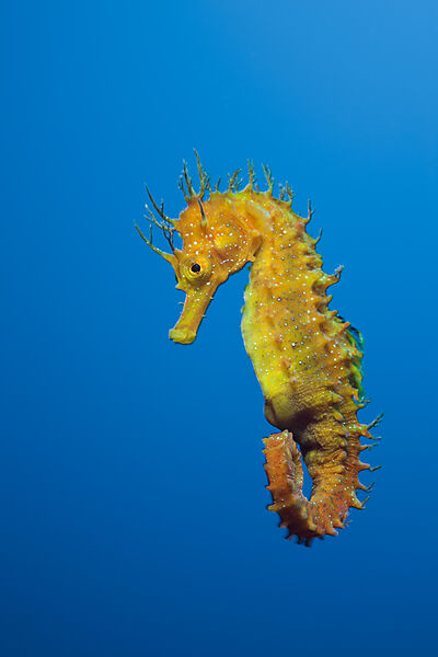 Longsnouted Seahorse