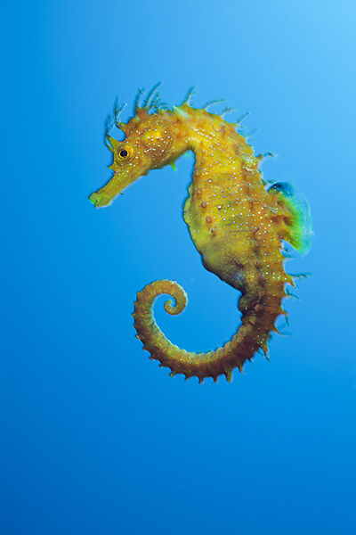 Longsnouted Seahorse