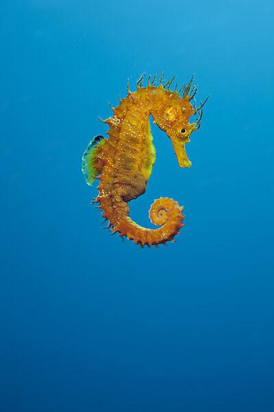 Yellow Longsnouted Seahorse