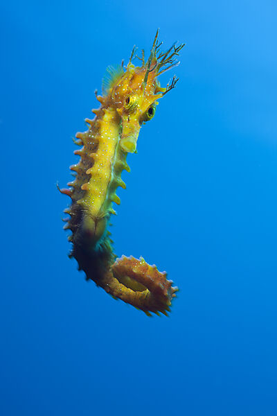 Longsnouted Seahorse