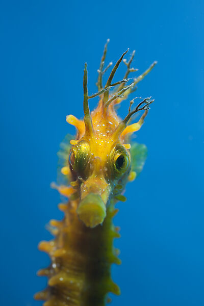 Portrait of Longsnouted Seahorse