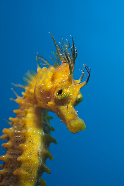 Longsnouted Seahorse
