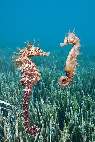 Couple of Mediterranean Seahorse