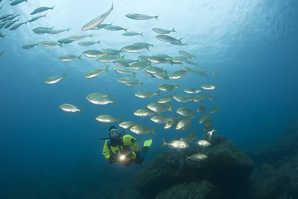 Diver and Shoal of Cow Breams