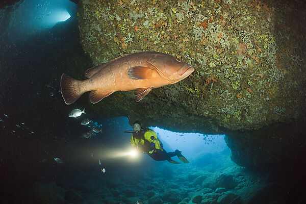 Scuba Diver and Dusky Grouper in Cave