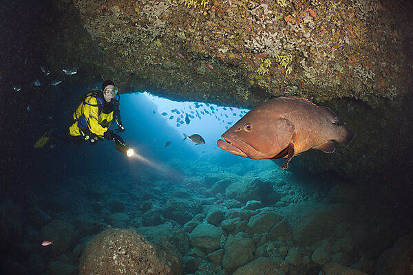 Scuba Diver and Dusky Grouper in Cave