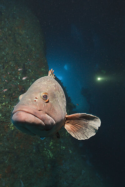Dusky Grouper inside Cave