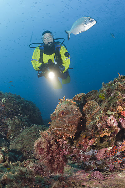 Scuba Diver and Great Rockfish