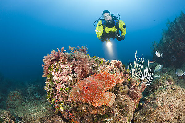 Scuba Diver and Great Rockfish