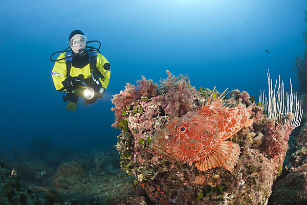Great Rockfish and Scuba Diver