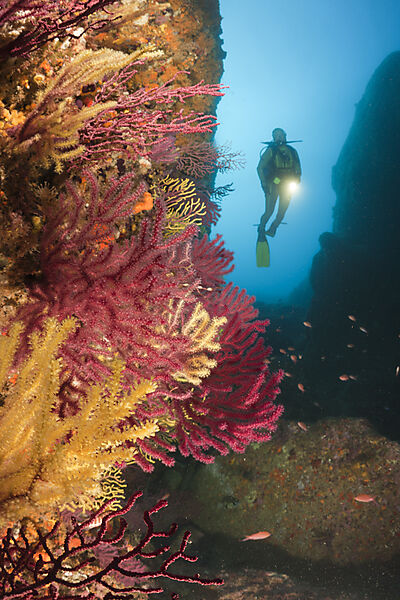Scuba Divng at Medes Islands