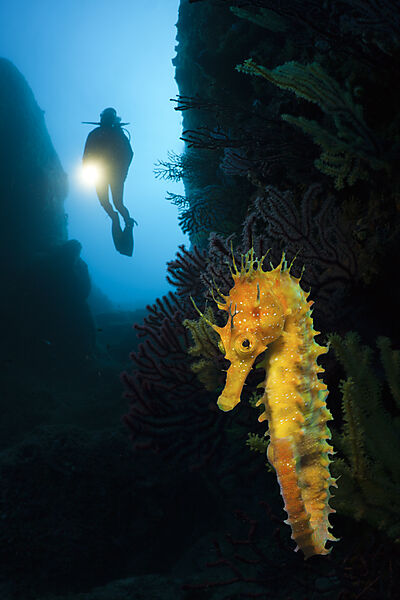 Scuba Divng with Seahorses at Medes Islands