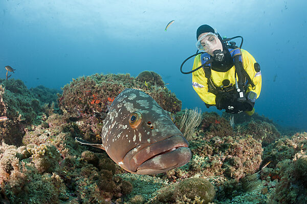 Scuba Diver and Dusky Grouper