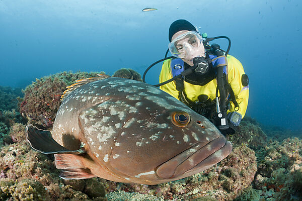 Dusky Grouper and Scuba Diver