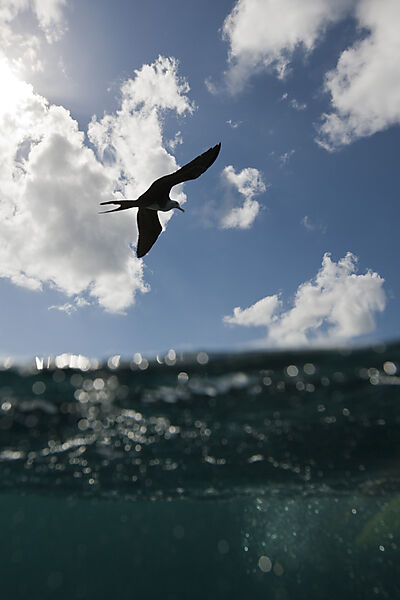 Fregattvogel ueber Meer