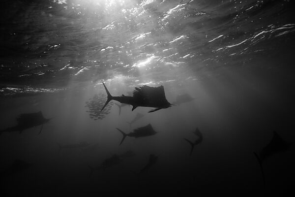 Atlantische Segelfische