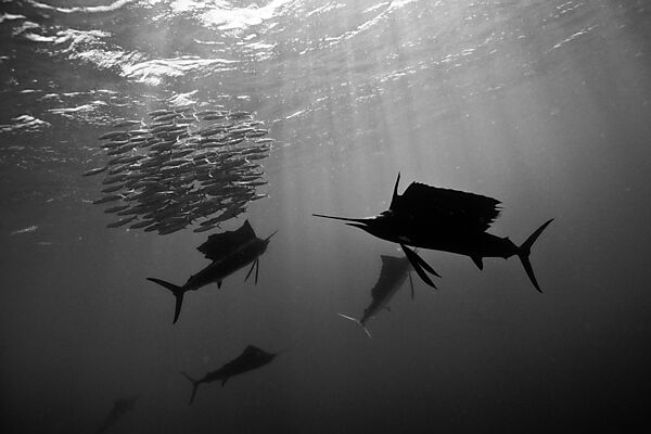 Atlantische Segelfische