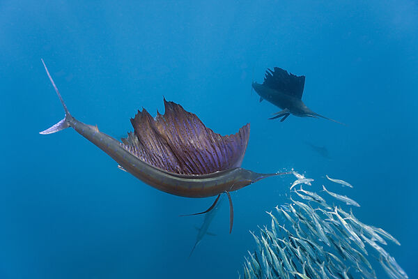 Atlantische Segelfische