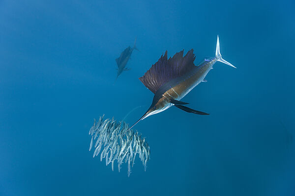 Segelfische jagen Sardinen