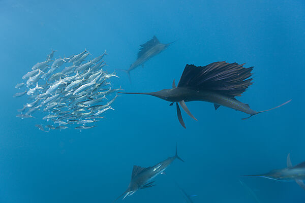 Atlantische Segelfische