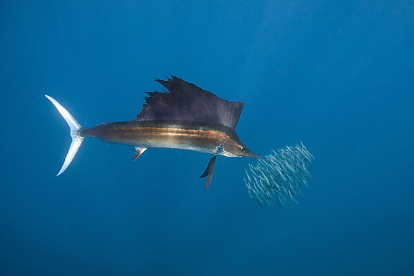 Atlantischer Segelfisch