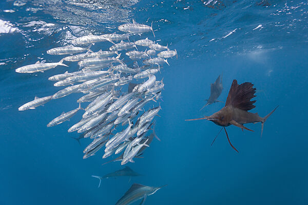Atlantic Sailfish hunting Sardines
