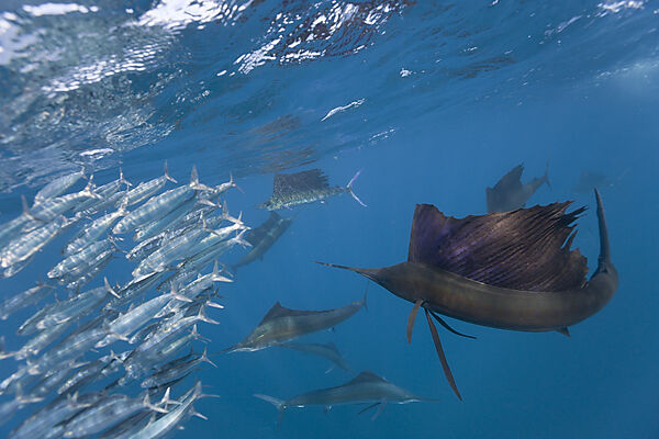 Atlantic Sailfish hunting Sardines