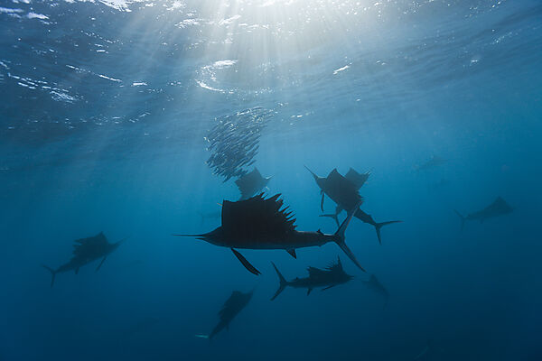 Atlantic Sailfish