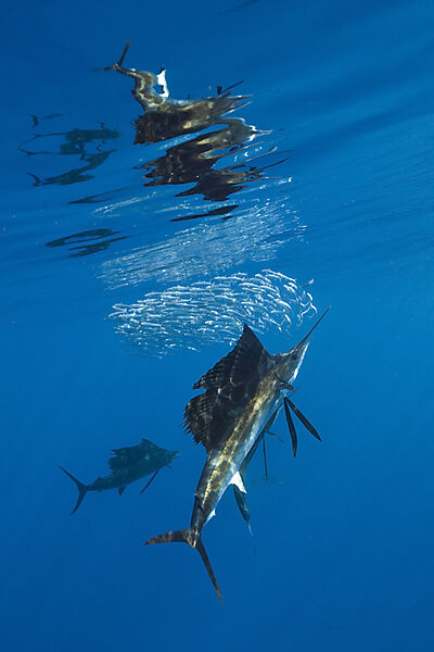 Atlantic Sailfish
