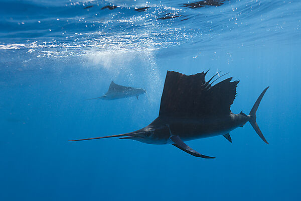 Atlantische Segelfische