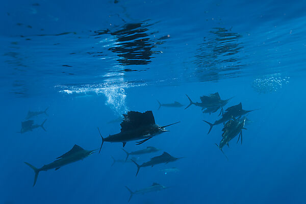 Atlantic Sailfish