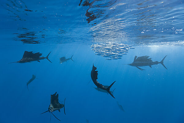 Atlantic Sailfish