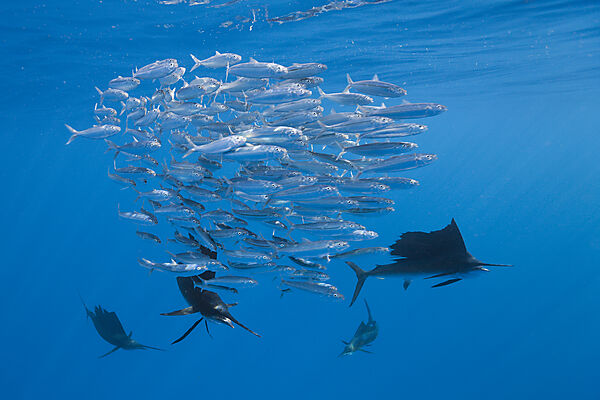 Atlantic Sailfish