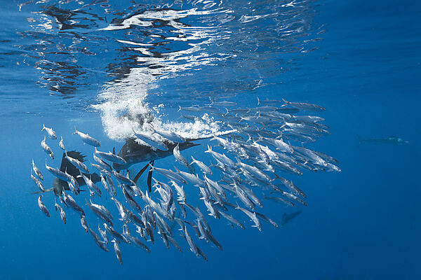 Atlantic Sailfish