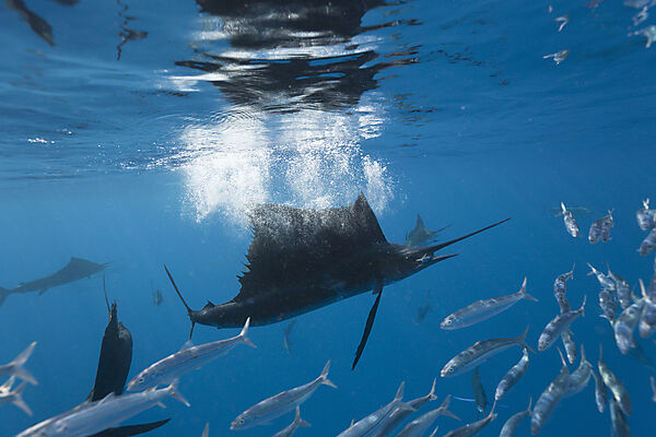 Atlantic Sailfish