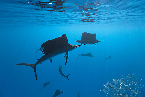 Atlantische Segelfische