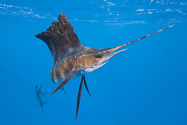 Atlantischer Faecherfisch