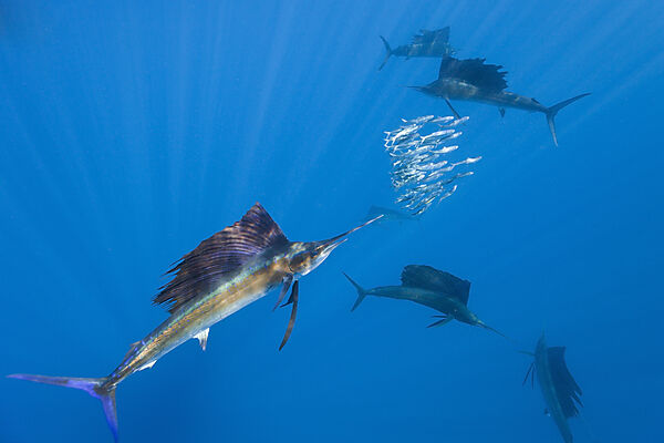 Atlantischer Faecherfisch schnappt Sardine