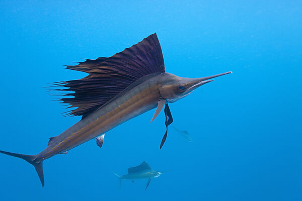 Atlantischer Faecherfisch