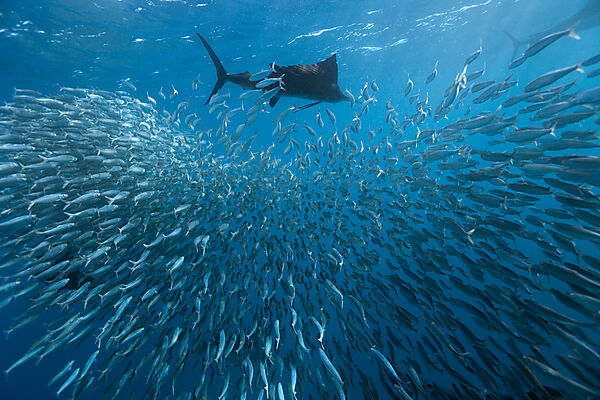 Atlantische Segelfische jagen Sardinen