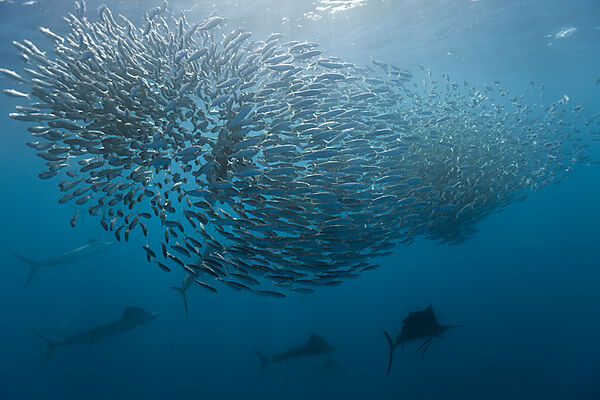 Atlantische Segelfische jagen Sardinen