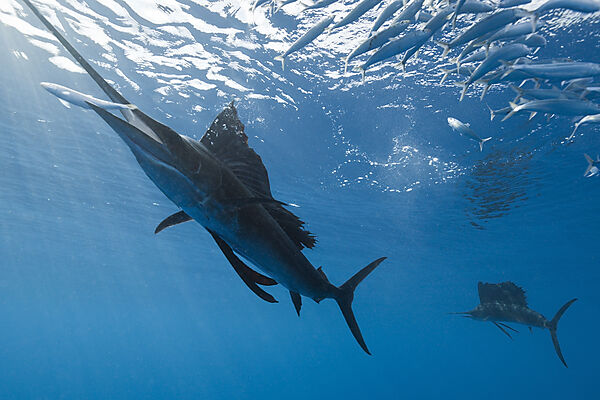 Atlantischer Faecherfisch schnappt Sardine