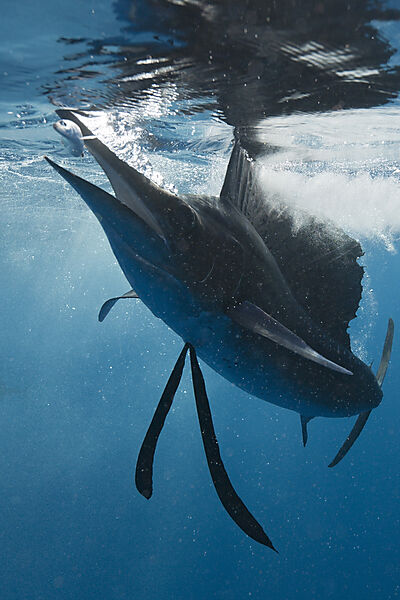 Atlantischer Faecherfisch schnappt Sardine