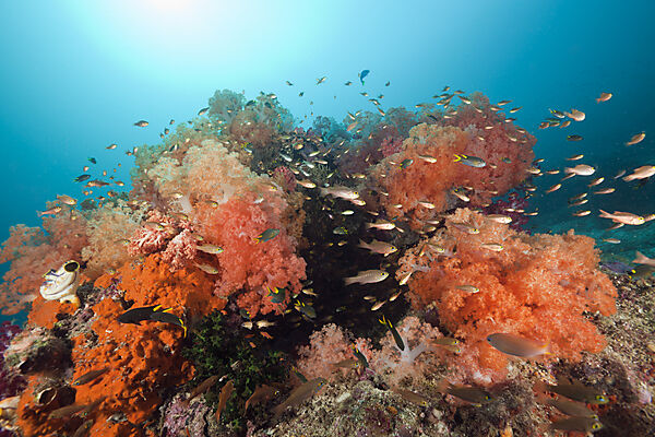 Red Soft Corals at Coral Reef