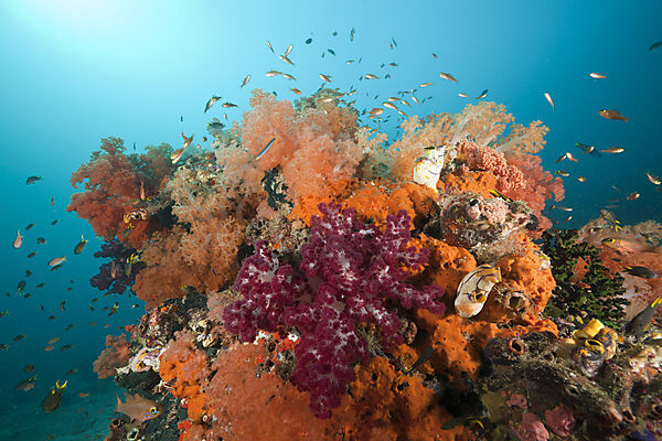Red Soft Corals at Coral Reef