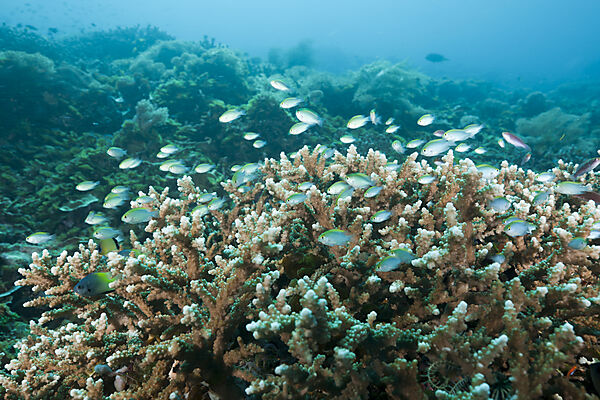 Damsel Fish over Reef