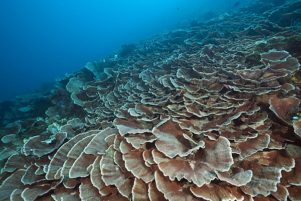 Hard Coral Reef