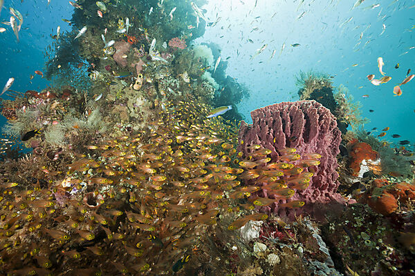 Pygmy Sweeper in Coral Reef