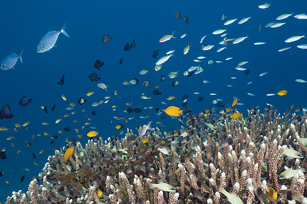 Coral Fishes over Reef